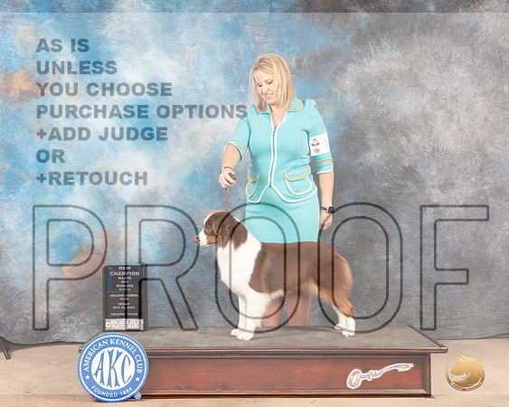 Miniature American Shepherd #12 Fri WBCh Judge Eric Liebes-MMJ_4593-Abilene2022-HR3