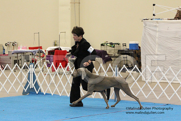 Weim-0136