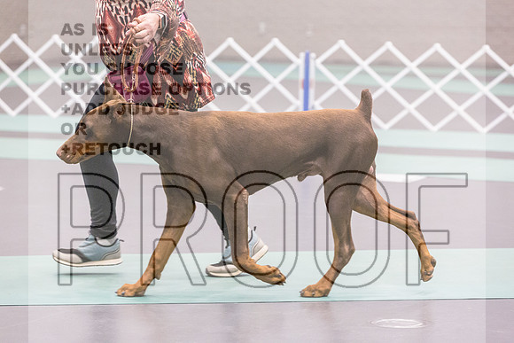 Doberman Ring Fri Ring 1_JJL_4945_UKCLNGVIEWOCT2024_2024_HR3