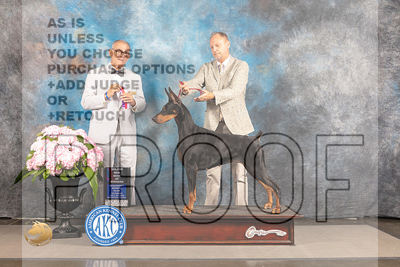 Doberman Pinscher #12 SAT WB BOS Major Judge Luis Sosa_MJ_6448_Houston_2022_HR3