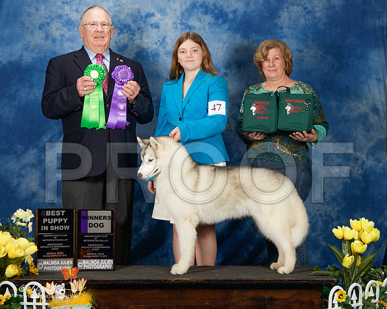 _ST_4191-AddisonHuskyMar2015-HR3