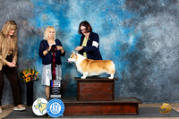 Pembroke Welsh Corgi #15 Sun RBIS Judge Edy Blum