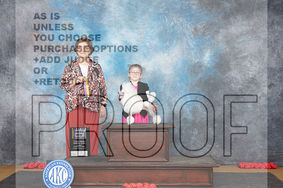 Poodle Toy # Sun BOB NCH Judge Nikki Riggsbee__JP_0629e_Sulphur Springs2024-HR3