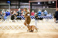 Australian Cattle Dog Bred By Exhibitor Bitches Specialty Fri Rings