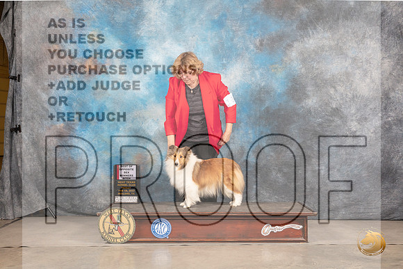 Shetland Sheepdog #10 Fri BOSWB Judge Barbara AldermanMMJ_3188_Mdlnd2022_HR3