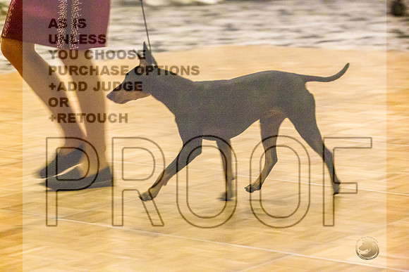 Manchester Terrier MTOY Candids-JJL_2181-Hstn2022_HR3