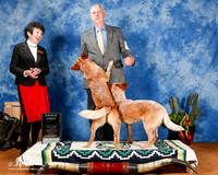 Australian Cattle Dog #45 & #50 Best Brace in Specialty +A1