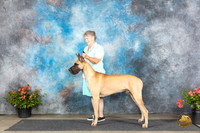 Great Dane #? Fri r