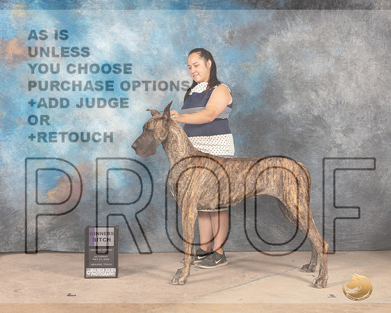 Great Dane #14 Sat WB Judge Terry Houston-2-MMJ_3738-Abilene2022-HR3