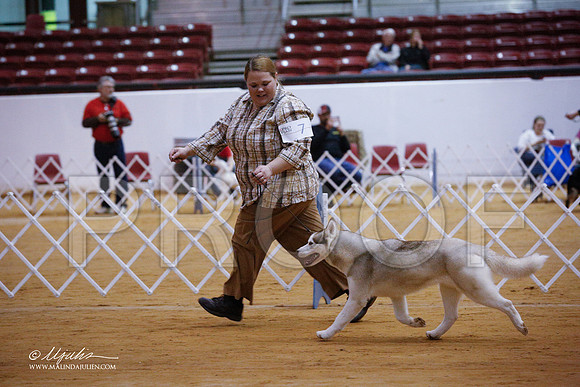 Akita-3580-GRJan14-HR