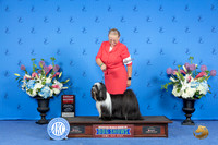 TIbertan Terrier #5 SUN G2 Sandra Lex