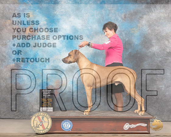 Rhodesian Ridgeback #29 Sun BOWWD Judge Del RichardsMMJ_4958_Mdlnd2022_HR3