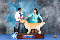 Golden Retriever #20 WED BOB Judge Ann Yuhasz