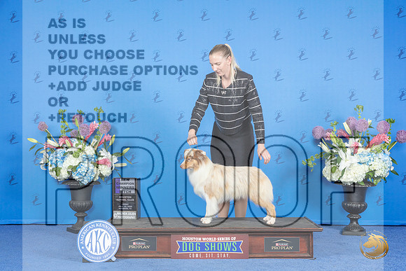 Miniature American Shepherd #22 FRI WB NC Judge Angela Cooper__JP_0301_Houston_2024_HR3