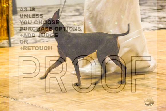 Manchester Terrier MTOY Candids-JJL_2346-Hstn2022_HR3
