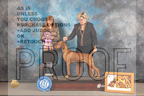Vizsla #21 WED BOB Judge Linda Hurlebaus_MJ_2575_Houston_2022_HR3