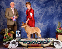 Australian Cattle Dog #36 New Champion Winners Bitch Major Win Couch Jim Buzzard and Colston and Theresa Couch Judge C Trotter