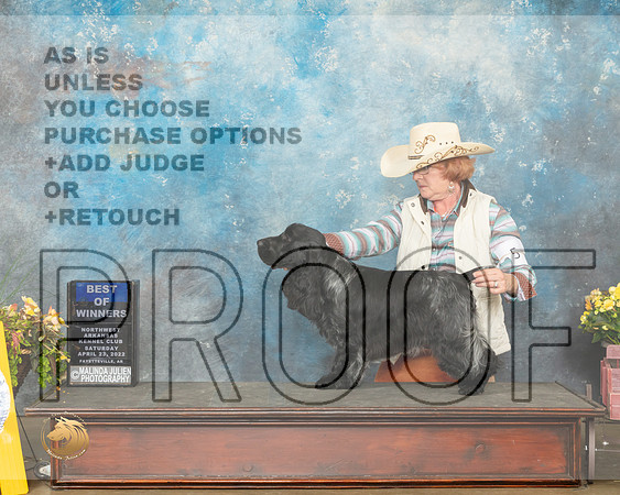 English Cocker Spaniel #5 Sat BOW Judge Grace Fritz-MMJ_0893-NWARK2022-HR3
