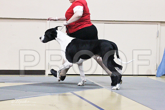 GreatDane-9767LR