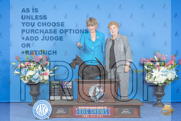 Scottish Terrier #26 FRI WB AOM M Judge Debbie Freeman__JP_9337_Houston_2024_HR3