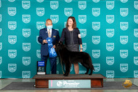 Belgian Shepherd #650 Fri G1 Judge Stan Matsumoto
