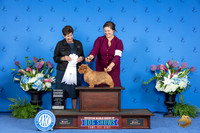 Norfolk Terrier #9 THUR G4 Judge Ann Yuhasz