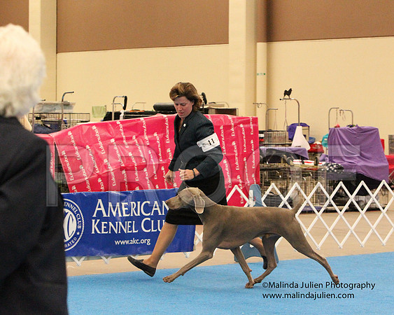 Weim-0614