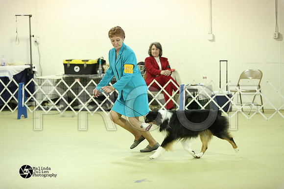 Aus, Basenji-0321-HtoJan14-HR