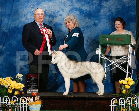 _ST_4187-2-AddisonHuskyMar2015-HR3