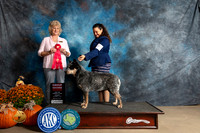 Australian Cattle Dog #7 Sat G2 Judge Lisa Graser