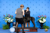 Cane Corso #8 THUR WB Judge Annella Cooper