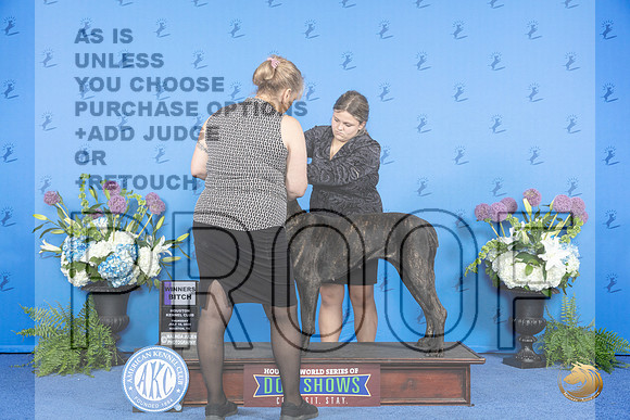 Cane Corso #8 THUR WB Judge Annella Cooper__JP_8028_Houston_2024_HR3