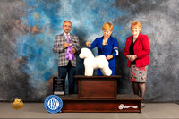 Bichon Frise #26 WED NCH WB Major Judge Timothy Catterson