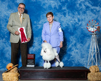 Poodles Miniature #6 Fri G2 Neal Joann Judge Mr James G Reynolds