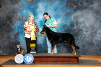 Beauceron #5 Sun G3 Judge Karen Hynek