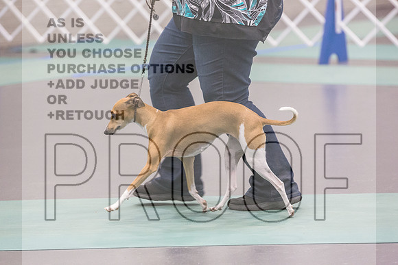 Italian Greyhound Sat Ring_JJL_0809_UKCLNGVIEWOCT2024_2024_HR3