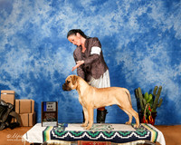 Bullmastiff #28 Sat 6-9 1st +A1