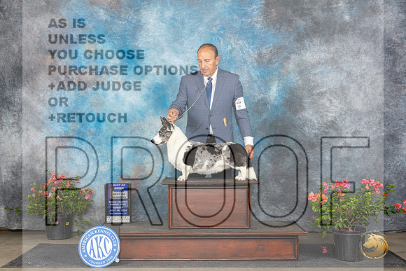 Cardigan Welsh Corgi #9 Sun WDBOWBOBM Judge Victor Rosado__JP_5855_San Antonio_2024_HR3