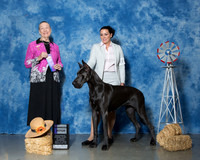 Great Danes #8 Thrs WB Geilow Kathy Maureen J Clark Jessica Sanchez Judge Mrs Carolyn A Herbel