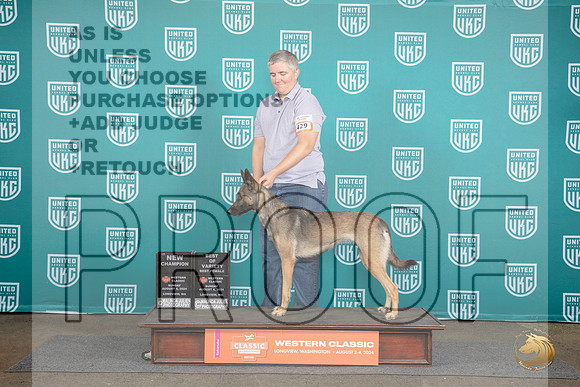 Belgian Shepherd #429 Sun BOV NCH Judge Matt Proctor__JP_1668_Longview WA_2024_HR3