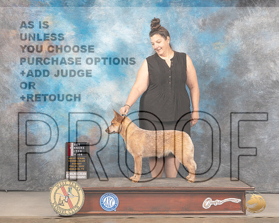 Australian Cattle Dog #10 Sun BOSWB Judge Judy BrownMMJ_4868_Mdlnd2022_HR3