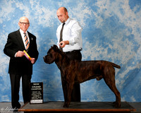 Cane Corso #5 Sun New Grand Brasier James Judge Mr Edd Embry Bivin