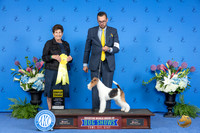 Wire Fox Terrier #8 THUR G3 Judge Ann Yuhasz