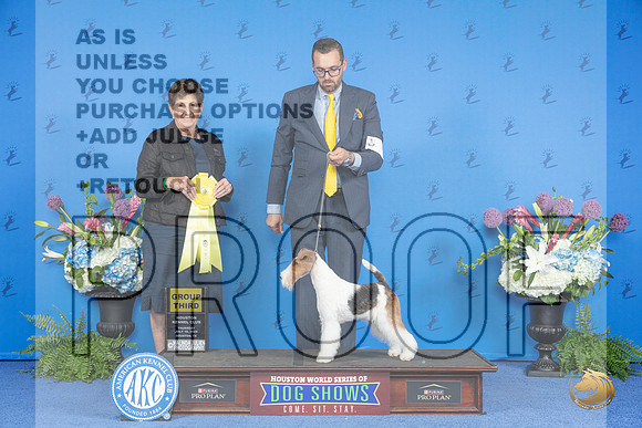 Wire Fox Terrier #8 THUR G3 Judge Ann Yuhasz__JP_8410_Houston_2024_HR3