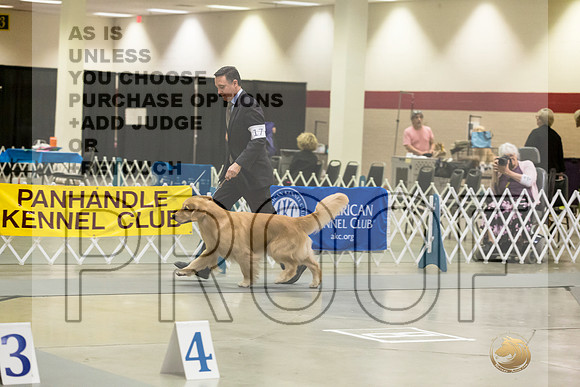 Golden REtriever #17 RingJJL_4168_Amarillo_2022_HR3