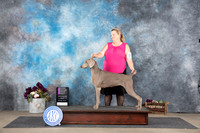 Weimaraner #6 Sat OHG1 Judge Gloria Kerr