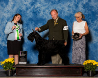 Giant Schnauzers #14 Sat BiVS Davis Melisa Agent Madeline Peterson Judge Mrs Stephanie Hamblin Barnhill