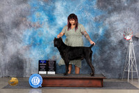 Cane Corso #11 Fri BOWOHBOB Judge Pat Trotter r