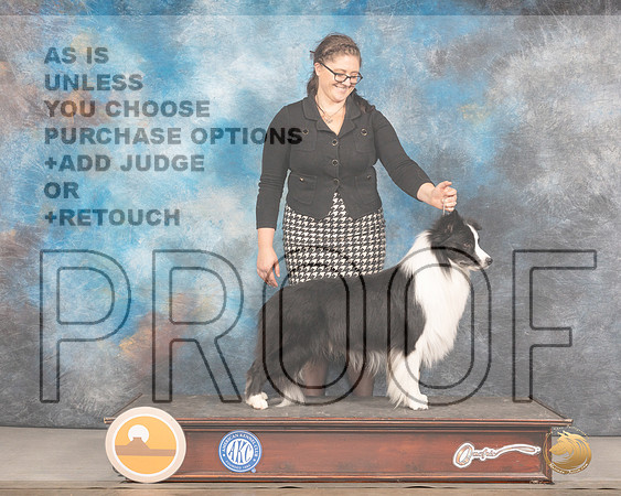 Border Collie #11 Thurs Jodie KeenerMMJ_2738_Mdlnd2022_HR3