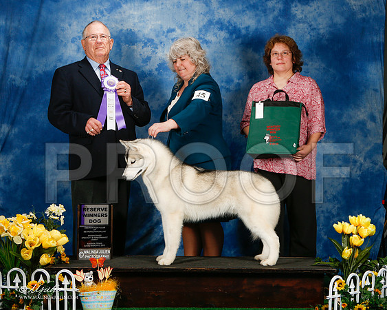_ST_4200-2-AddisonHuskyMar2015-HR3